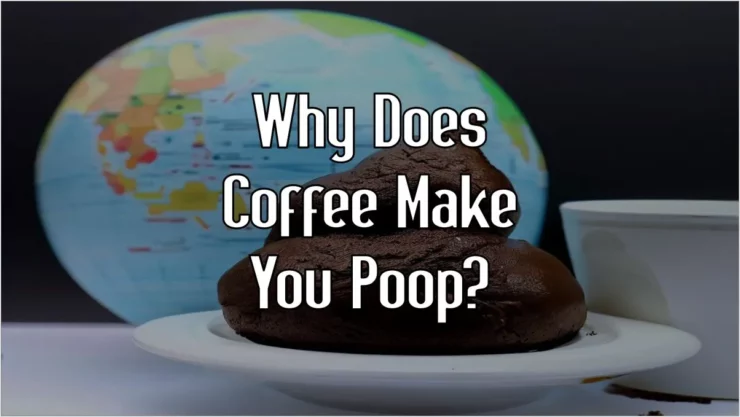 Why does coffee make you poop